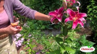 How To Prune Lilies [upl. by Katee550]