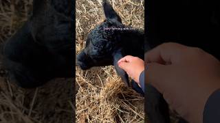 Baby cow 🥰 cow farming [upl. by Dahle883]