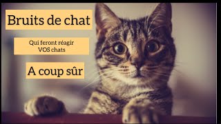 Bruits de chat pour faire réagir les votres [upl. by Brufsky47]