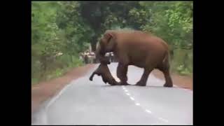 Funeral procession of the weeping elephants carrying dead body of the child elephant [upl. by Attiuqram]