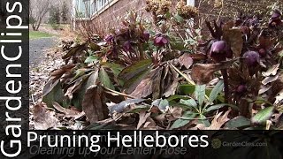 Pruning Hellebores  Cleaning up your Lenten Rose in the Spring  How to prune Hellebores [upl. by Ennairrek]