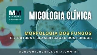 Estrutura e Classificação dos Fungos  Micologia Clínica [upl. by Nahgen942]