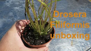 Drosera Filiformis Unboxing [upl. by Lapo]