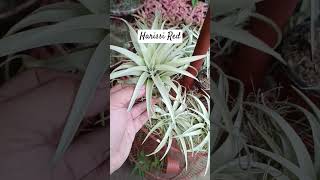 Tillandsia Harissi Red subscribe gardenplants subscribenow [upl. by Carmelina595]