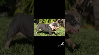 Blueline kennels English bulldogs  Top quality [upl. by Ahsim]