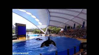 BEST OF ORCA WHALES SHOW  LORO PARQUE  TENERIFE SPAIN [upl. by Yennaiv501]