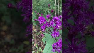 Missouri Ironweed [upl. by Eecal354]