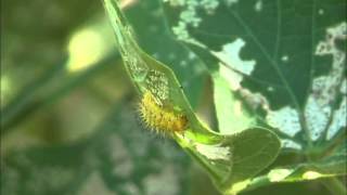 Mexican bean beetle larva feeding [upl. by Broeder]