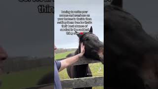 I hope to god every one gets reunited fyp fypシ trending pov horses [upl. by Korwin]