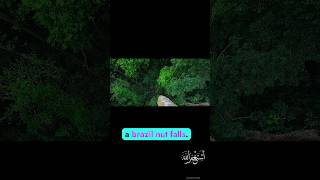 Brazil nuts weighing 4 pounds fall from a high altitude trending viralvideo [upl. by Burnley]