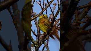 Yellowhammer sound song Gulspurv Обыкновенная овсянка пение Goldammer gesang Geelgors geluid shorts [upl. by Aleyam]