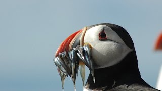 Puffins amp Seabirds Of The Beautiful Farne Islands UK [upl. by Yud655]