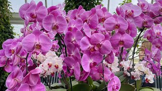 Orchid show  NY Botanical Garden [upl. by Anad]