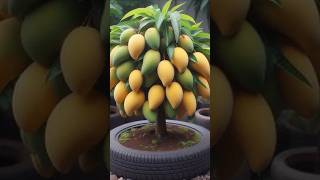 How to propagate mango trees by grafting graftingmangotree [upl. by Fortier323]