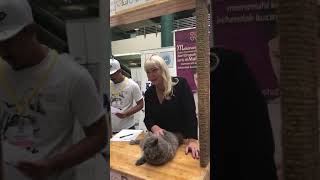 Selkirk Rex at a FIFe show Malaysia [upl. by Ahseyk]