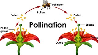 mode of reproduction in pollination plant breeding ki online class✍️✍️ [upl. by Ettenauq366]