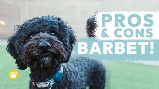 Barbet Dog Pros and Cons [upl. by Dan913]