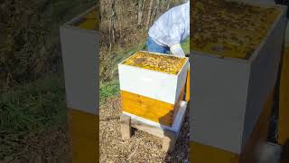 Beehive 6 feeding 11224 beehive beehome beekeeper beelife [upl. by Nylhtiak]