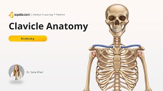 Clavicle Anatomy  Inferior View  Acromial and Sternal End  Conoid Tubercle [upl. by Ozner672]