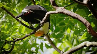 Toco Toucan Chicks [upl. by Aratnahs]