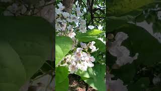 Northern catalpa tree Blooming landscaping gardening mowing [upl. by Enovahs]