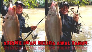 MANCING IKAN BELIDA TEKNIK DASARANSENSASI STRIKE AWAL TAHUN😊 [upl. by Lomaj]