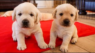 Month Old Labrador Puppies Explore Together [upl. by Omar953]