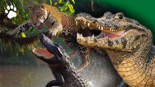 CAÏMAN  Une Lutte Acharnée pour la Survie  🐊🌿  Crocodiles  Documentaire animalier  AMP [upl. by Notrom708]