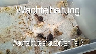 Wachtelbruteier ausbrüten Teil 5 [upl. by Cordle]