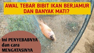 PENYEBAB DAN CARA MENGATASI INFEKSI JAMUR PADA IKAN NILA [upl. by Eirod]