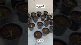 Green chilli kanthari seedlings day 10 shorts terracegarden terracefarming [upl. by Freiman665]