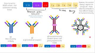 Humoral Immune Response amp Isotype Switiching  BUGGED OUT 3  Immunology [upl. by Akirahc]