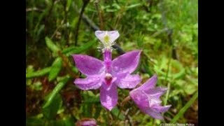 Калистегия Каллипрора Калопогон Garden flowers111 Декоративные растения [upl. by Wightman]