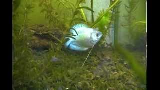 Colisa lalia Neon Blue  Dwarf gourami [upl. by Aicilyt]