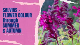 Salvias  Expert Tips on How to Grow These LongLasting Garden Flowers [upl. by Orfield]