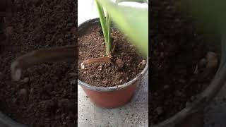 FASTEST Growing Indoor Plant ENOUGH [upl. by Eloccin]