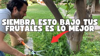 Consejos Para Tener Árboles Frutales Saludables 🌳🍑🍊🍎🌳 [upl. by Renckens]