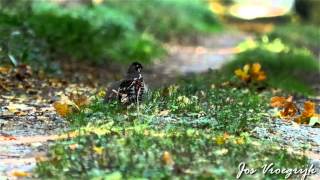 Tetrastes bonasia Hazelhoen Hazel grouse Grevol Gelinotte de bois Haselhuhn [upl. by Winebaum534]