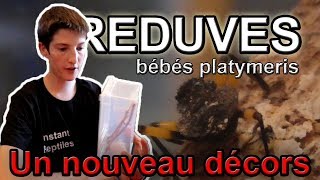 REDUVES Un décors plus stylé  BEBES Platymeris [upl. by Karole]