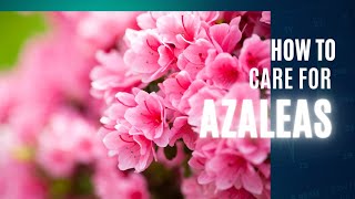 Azalea Bush Care  How to prune azalea  How to fertilize azalea 🌿🌿 [upl. by Colley770]