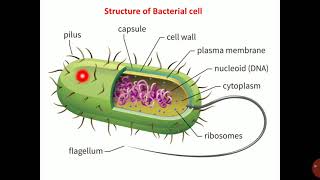 Lecture  281  Phytopathogenic bacteria  Classification and general characters  PAT 201 [upl. by Misak613]