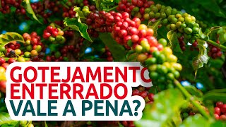 Gotejamento enterrado vale a pena Quais as vantagens Resultado da Pesquisa em Café Conilon [upl. by Linneman]