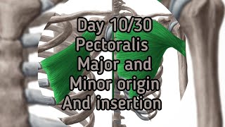 Day 1030 pectoralis major and minor origin and insertion [upl. by Hildy]