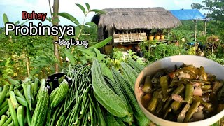 A peaceful life in the countryside  Harvesting and cooking vegetables  Biag ti Away by Balong [upl. by Lehmann]