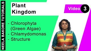 Plant Kingdom  NEET  Chlorophyta Green Algae  Chlamydomonas  Structure  Neela Bakore Tutorials [upl. by Alvina468]