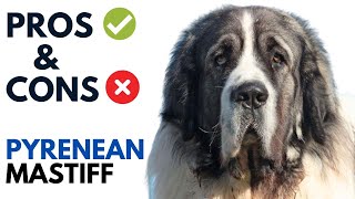 Pyrenean Mastiff Pros and Cons  Mastín del Pirineo Dog Advantages and Disadvantages [upl. by Blinni]