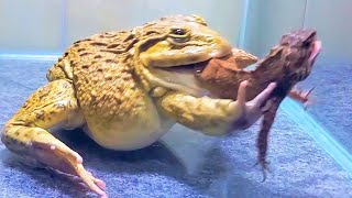 Asian Bullfrog With Big Tree Lizard And Mouse Asian Bullfrog Live Feeding [upl. by Oakes786]