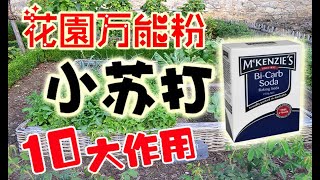 小蘇打在花園中的10種妙用，殺菌消毒除蟲除草施肥延長花期清潔去除異味測試土壤PH值，實在太好用了 10 MIRACLES OF BAKING SODA IN GARDEN [upl. by Bihas]