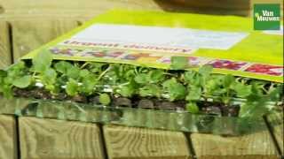 How to grow plug plants with Van Meuwen [upl. by Ursel638]