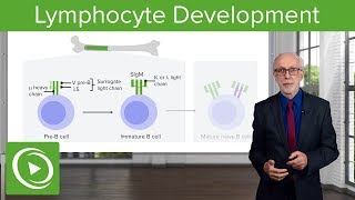 Adaptive Immune System Lymphocyte Development – Immunology  Lecturio [upl. by Laniger]